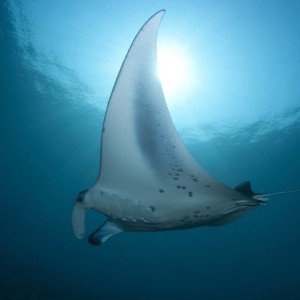 DIVE WITHMANTA RAYS
